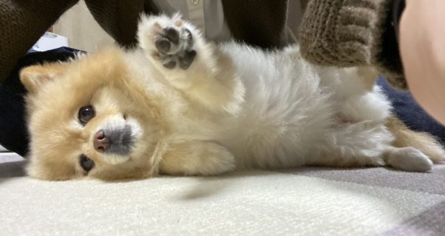 私の地元を紹介します!